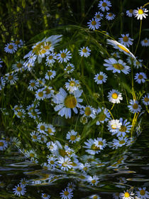 Flower ball - daisies in Water von Chris Berger