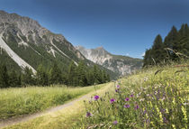 Mountains  in the Alps with flowers at valley Val d'Uina by Bastian Linder
