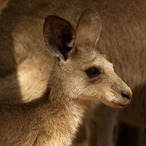Little Kangaroo by Bastian Linder