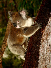 Koala sitting in an Eucalyptus Tree, Australia, Close Up by Bastian Linder