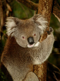 Koala sitting in an Eucalyptus Tree, Australia, Close Up von Bastian Linder