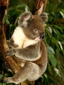 Koala sitting in an Eucalyptus Tree, Australia, Close Up by Bastian Linder