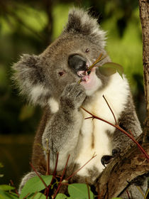 Koala sitting in an Eucalyptus Tree, Australia, Close Up von Bastian Linder