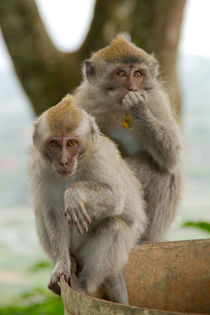 Macaque monkey portrait sitting by Bastian Linder