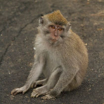 Macaque monkey portrait sitting by Bastian Linder