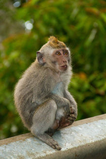Macaque monkey portrait sitting von Bastian Linder