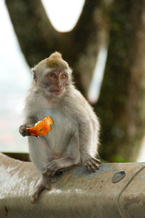 Macaque monkey portrait eating by Bastian Linder