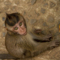 Macaque monkey portrait sitting von Bastian Linder