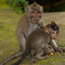 Macaque monkey portrait, mother and baby by Bastian Linder
