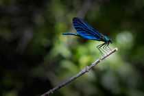 Blue dragonfly on branch by Bastian Linder