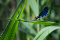Blue dragonfly on leaf by Bastian Linder