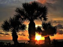 Sonnenuntergang in Florida mit Fächerpalmen by assy