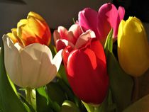Tulpen mit Licht und Schatten by assy