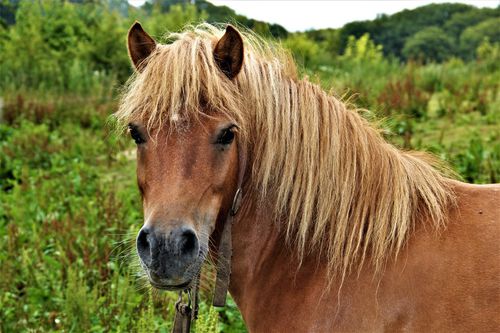 Pony-eine-haflinger-shetland-mischung