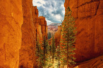 USA - Bryce Canyon von Chris Berger