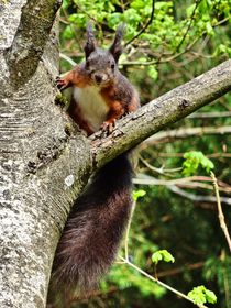 Rot braunes Eichhörnchen im Wald by kattobello
