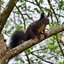 Rot braunes Eichhörnchen auf einem Ast von kattobello