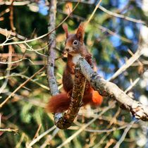 Rotes Eichhörnchen im Wald von kattobello