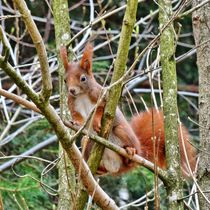 Rotes Eichhörnchen im Baum von kattobello