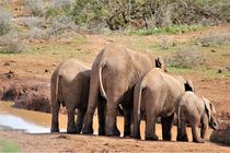 Elefanten-Familie am Wasserloch, Südafrika von assy