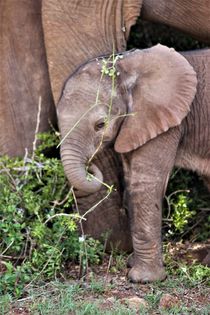 Elefantenkind by assy