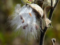 Common Milkweed by susanbecruising