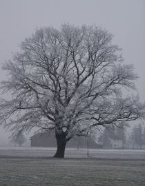 Lindenbaum im Winter von art-dellas