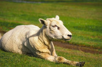 Glückliches Schaf von AD DESIGN Photo + PhotoArt