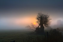 | LONELY TREE | by franziskus