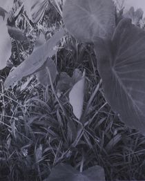 Taropflanze by art-dellas