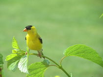 Yellow Bird Friend by susanbecruising