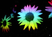 Rainbow Flowers by Heidi Piirto