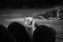 alpaca, lama by hottehue