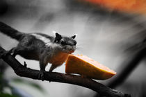 Ground Squirrels by hottehue