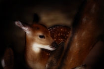 bambi by hottehue