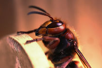 Hornet, hornisse von hottehue