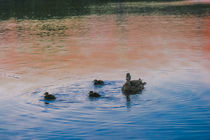 Family of Ducks at Sunset von Vincent J. Newman
