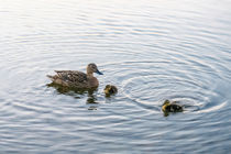Family of Ducks by Vincent J. Newman
