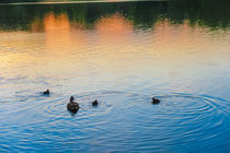Family of Ducks at Sunset by Vincent J. Newman
