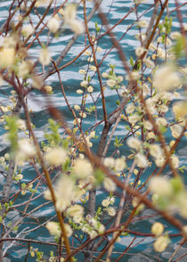 Blooming willow von Andrei Grigorev
