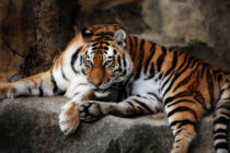 tiger cats von hottehue