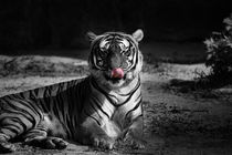 tiger, black and white by hottehue