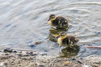 Cute Baby Ducklings by Vincent J. Newman