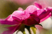 Rosenblüte in der Morgensonne by Nicc Koch