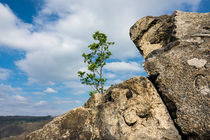 Felsen mit Baum im Harz von Rico Ködder