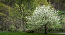 tree in bloom von Tim Seward