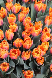 Tulpen in Amsterdam von Verena Geyer