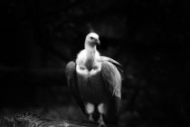 Vulture by hottehue