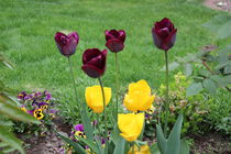 Frühling: dunkelrote und gelbe Tulpen von assy