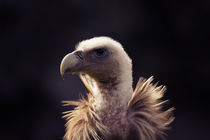 vulture head, portrait by hottehue